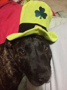 Boss - my little English Staffy helper